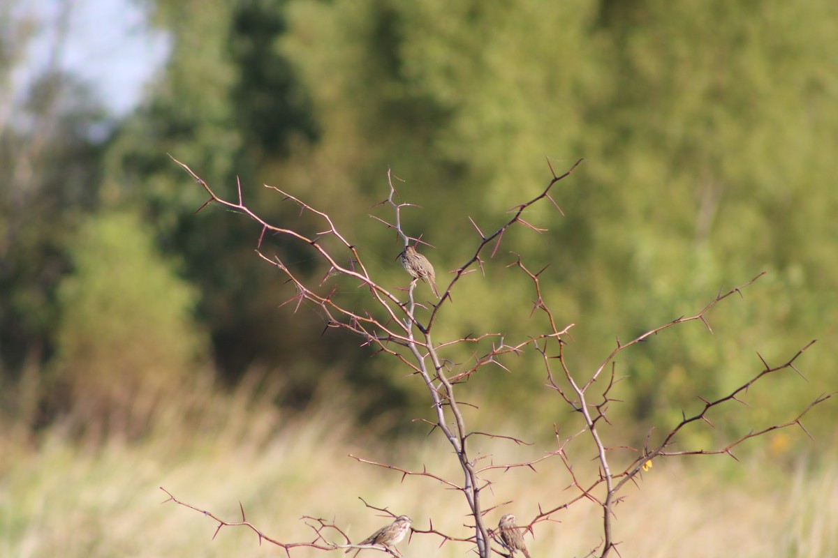 Song Sparrow - ML642976379