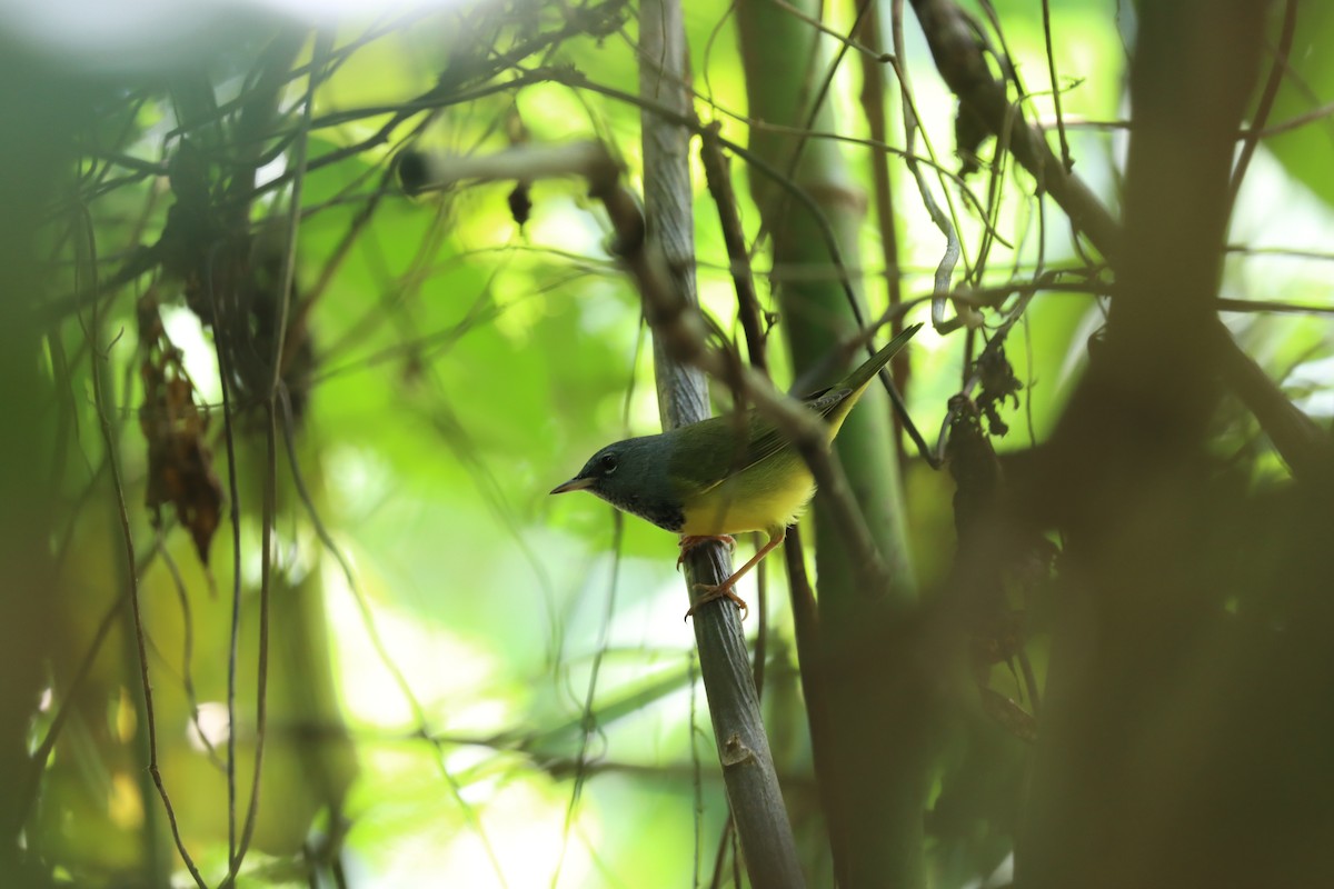MacGillivray's Warbler - ML642976384