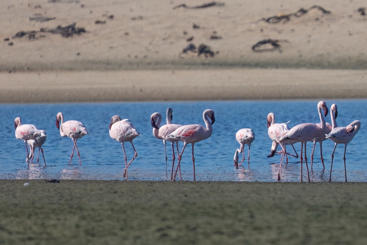 Lesser Flamingo - ML642976395