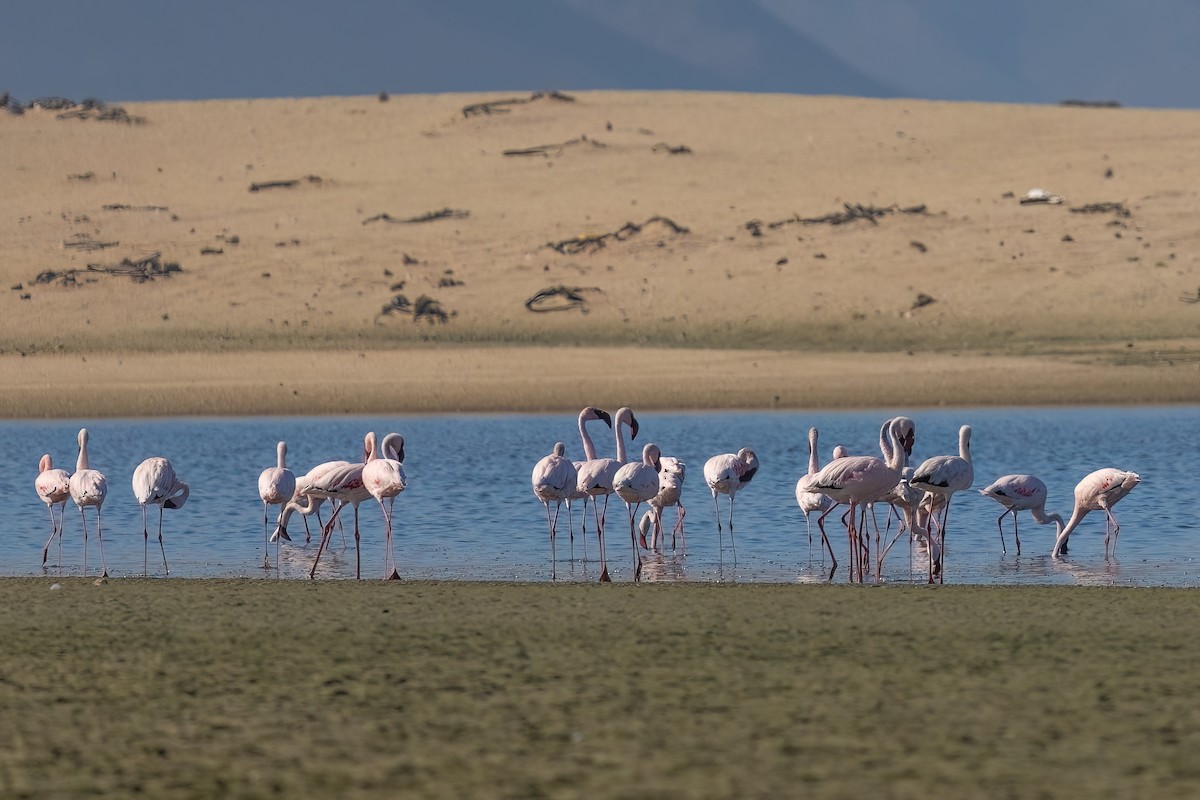 Lesser Flamingo - ML642976396