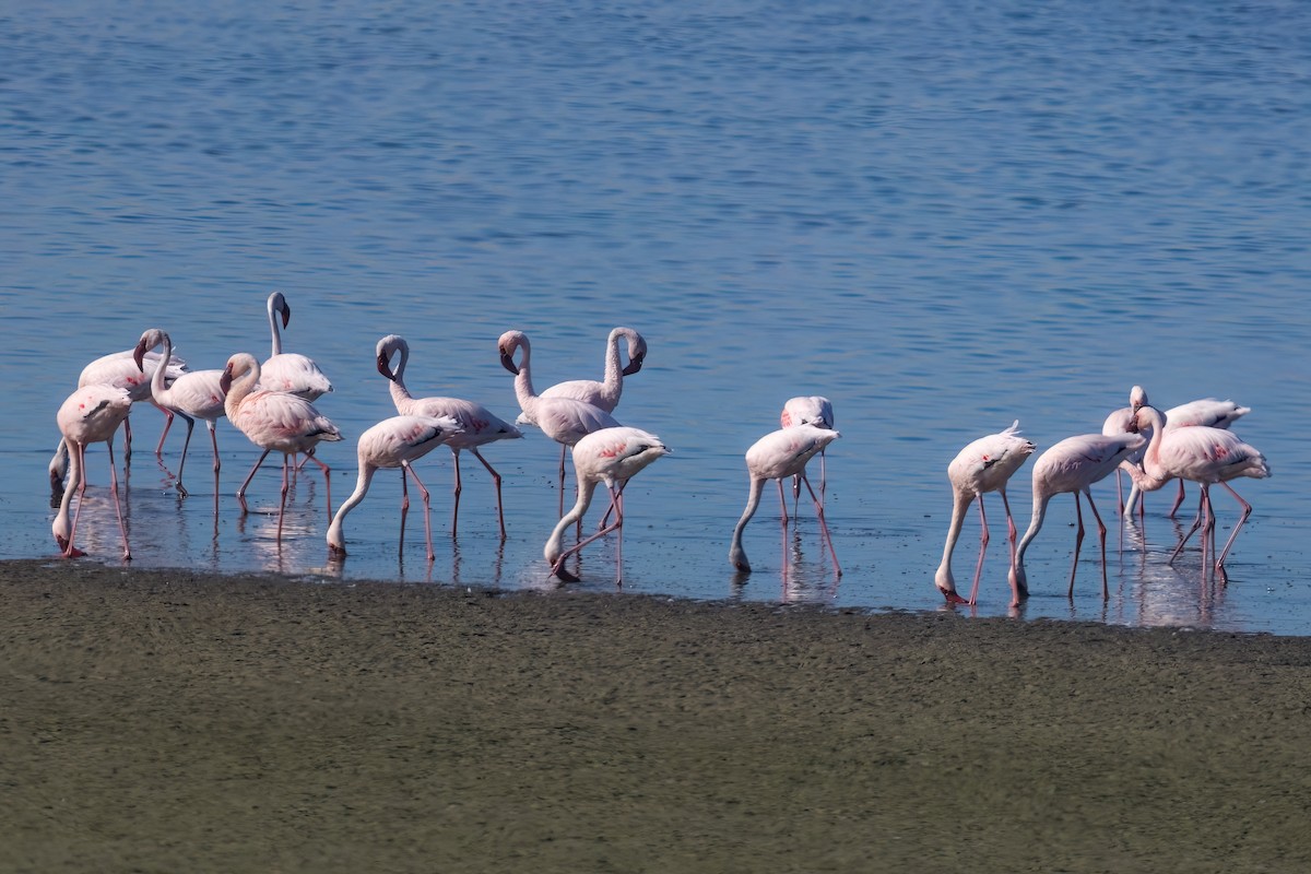 Lesser Flamingo - ML642976397