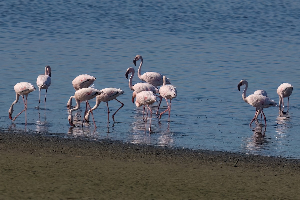 Lesser Flamingo - ML642976398