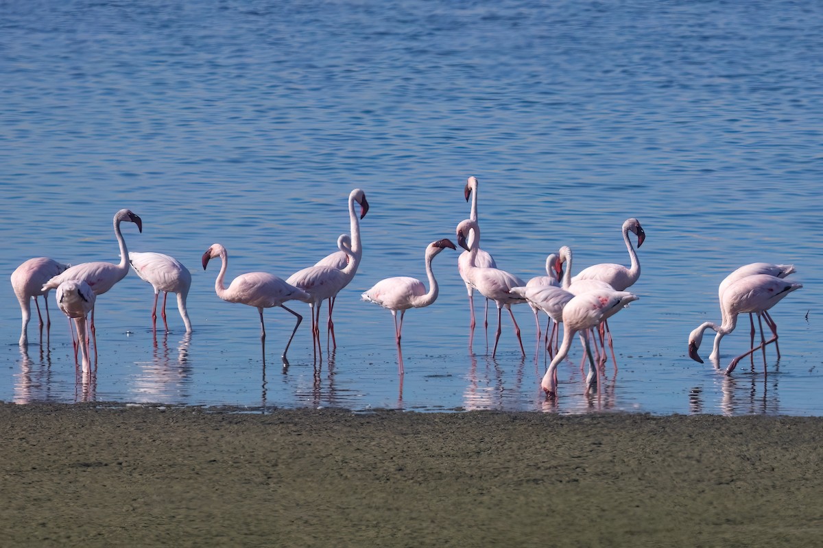 Lesser Flamingo - ML642976399