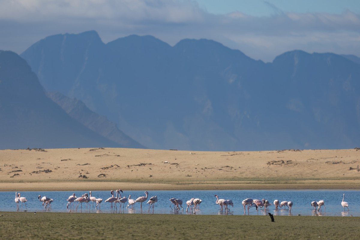Lesser Flamingo - ML642976400