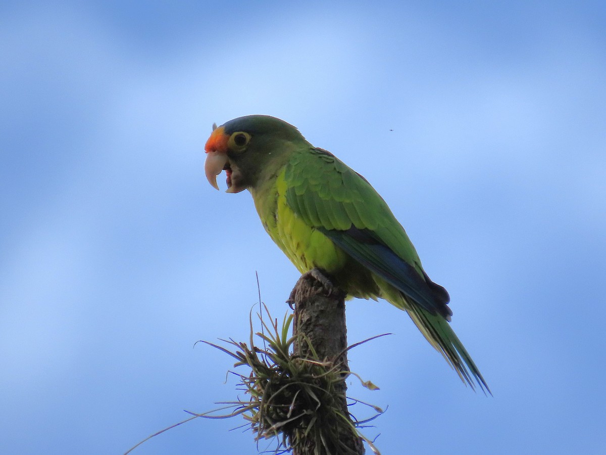 メキシコインコ - ML642976402