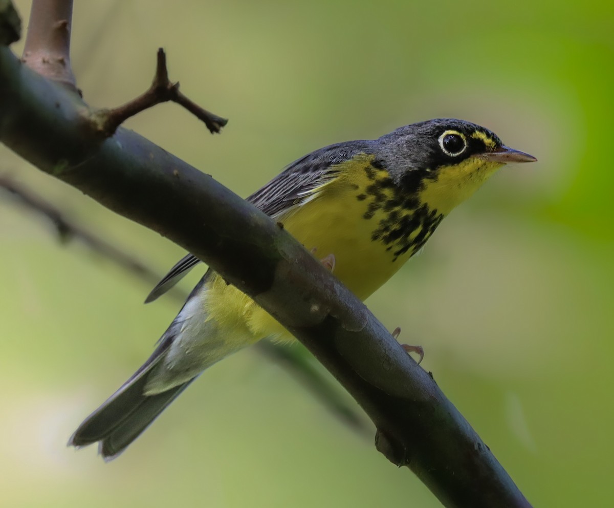 Canada Warbler - ML642976403