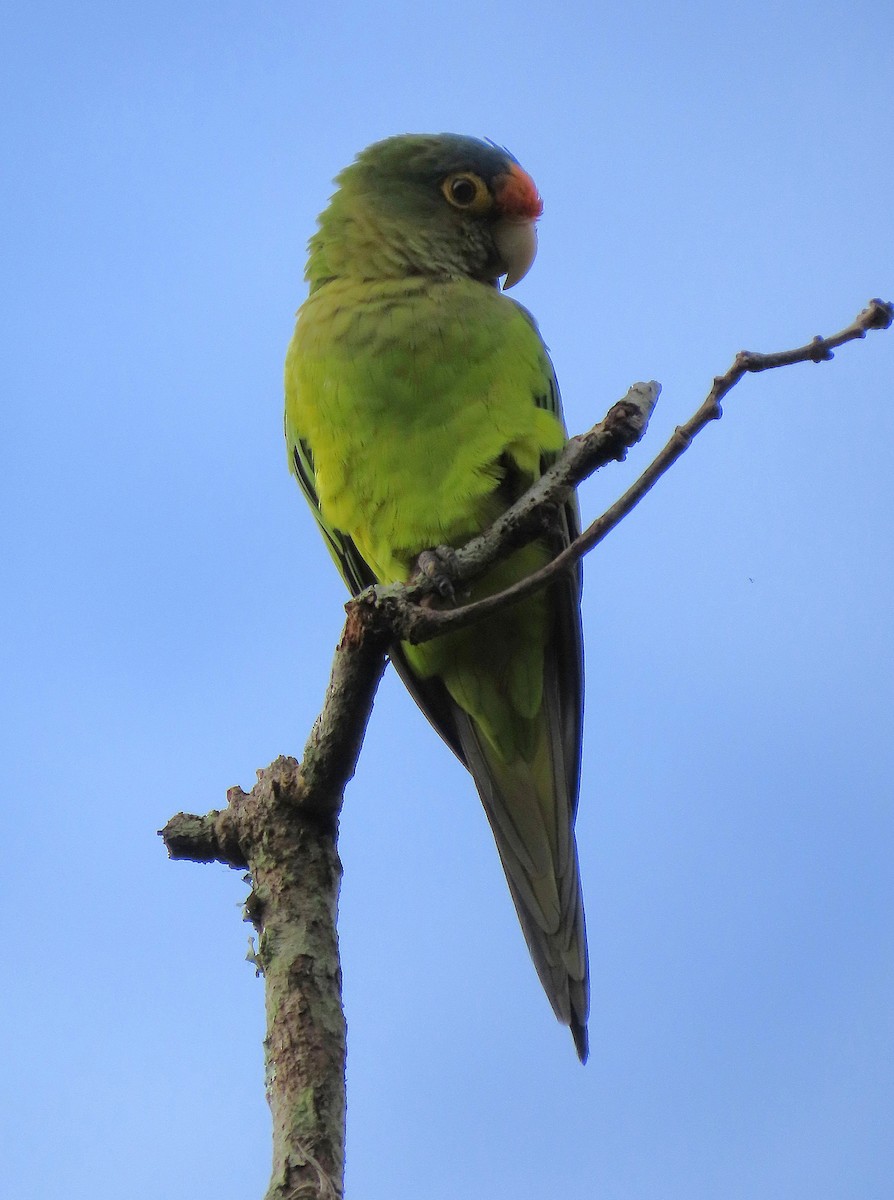 メキシコインコ - ML642976404