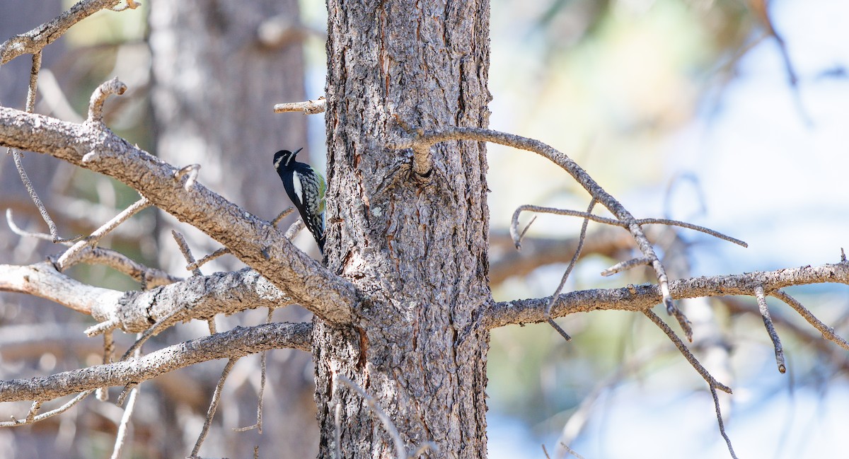 Williamson's Sapsucker - ML642976415