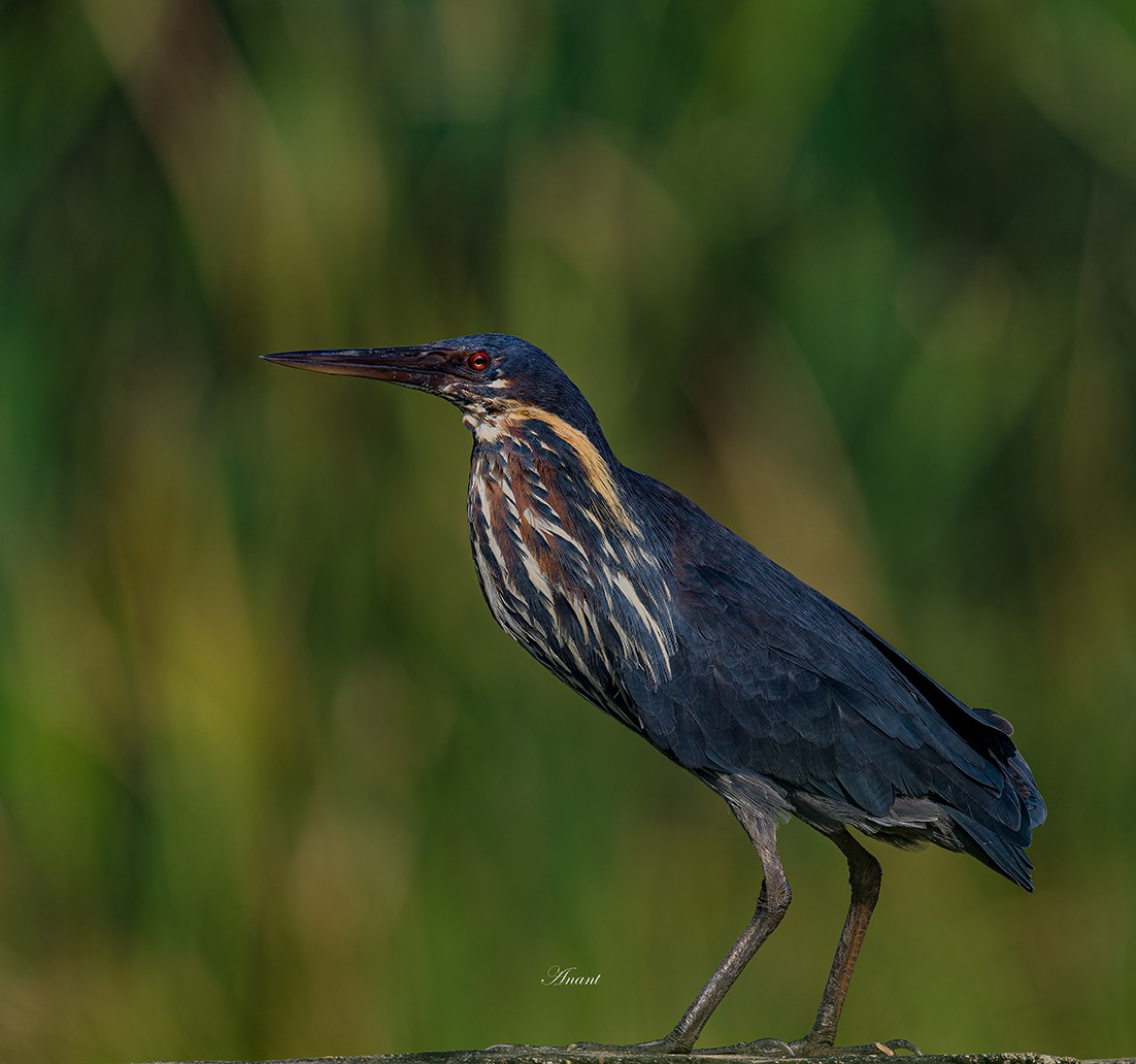 Black Bittern - ML642976422