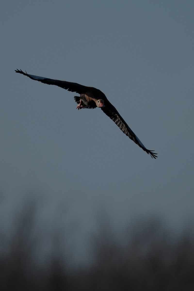Black-bellied Whistling-Duck - ML642976423