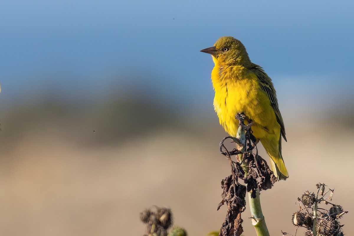 Cape Weaver - ML642976425