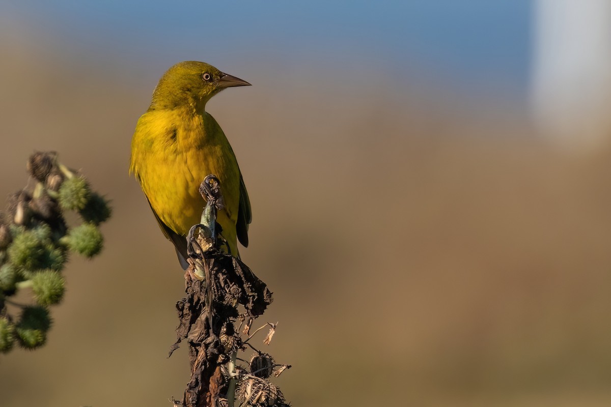 Cape Weaver - ML642976426