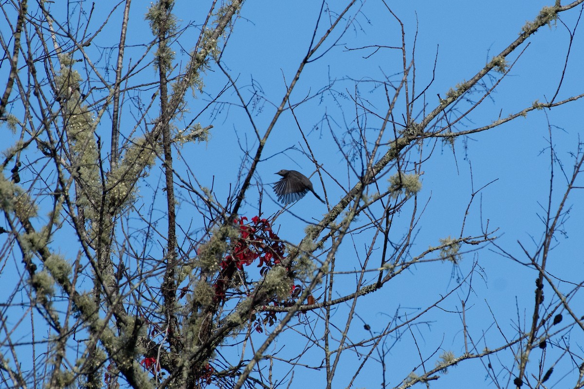 Gray Catbird - ML642976428