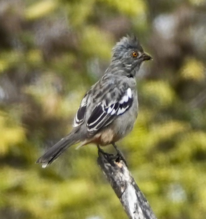 ペルークサカリドリ - ML642976429