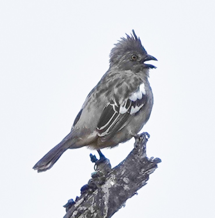 ペルークサカリドリ - ML642976430