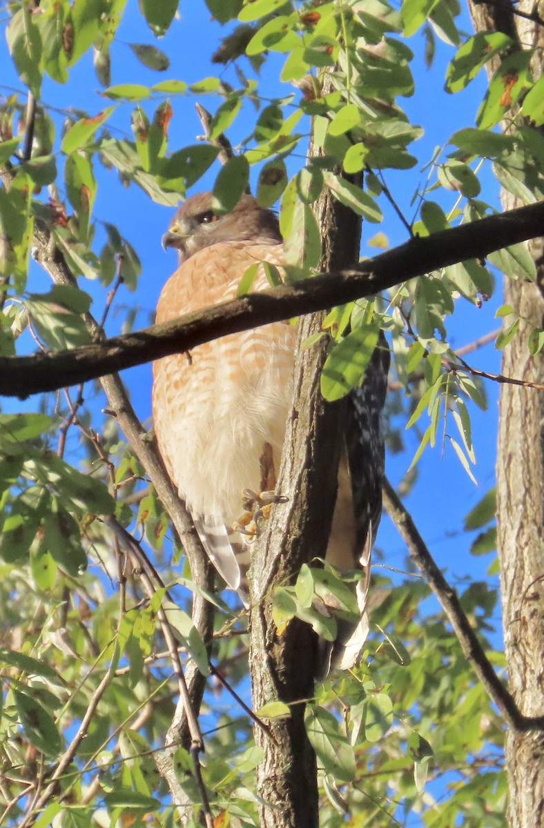 Red-shouldered Hawk - ML642976432
