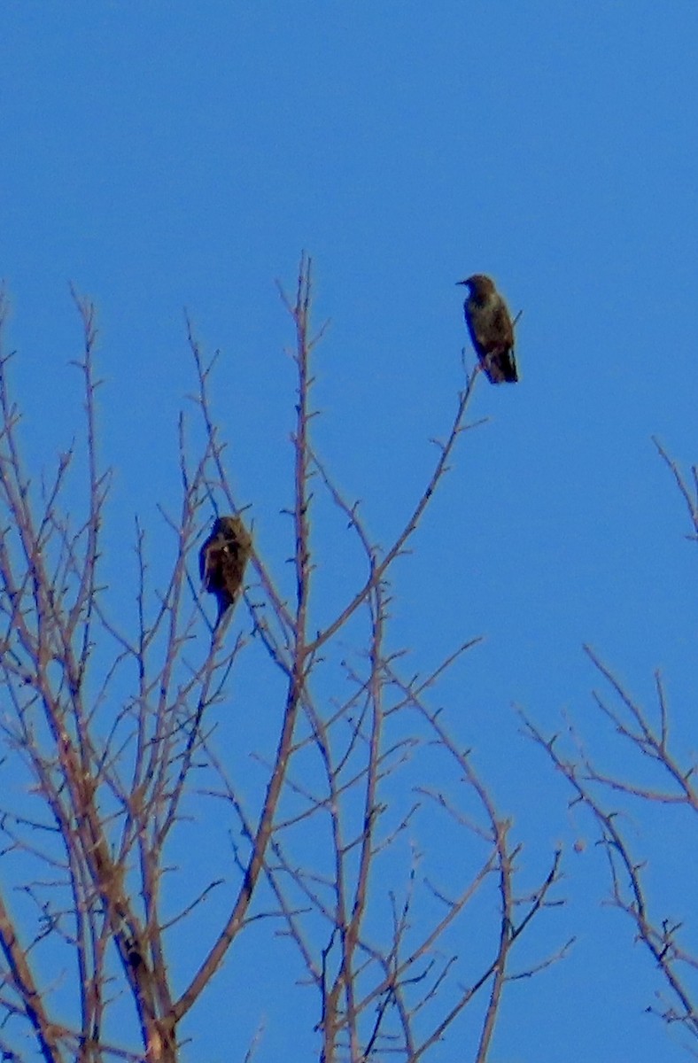 American Crow - ML642976444