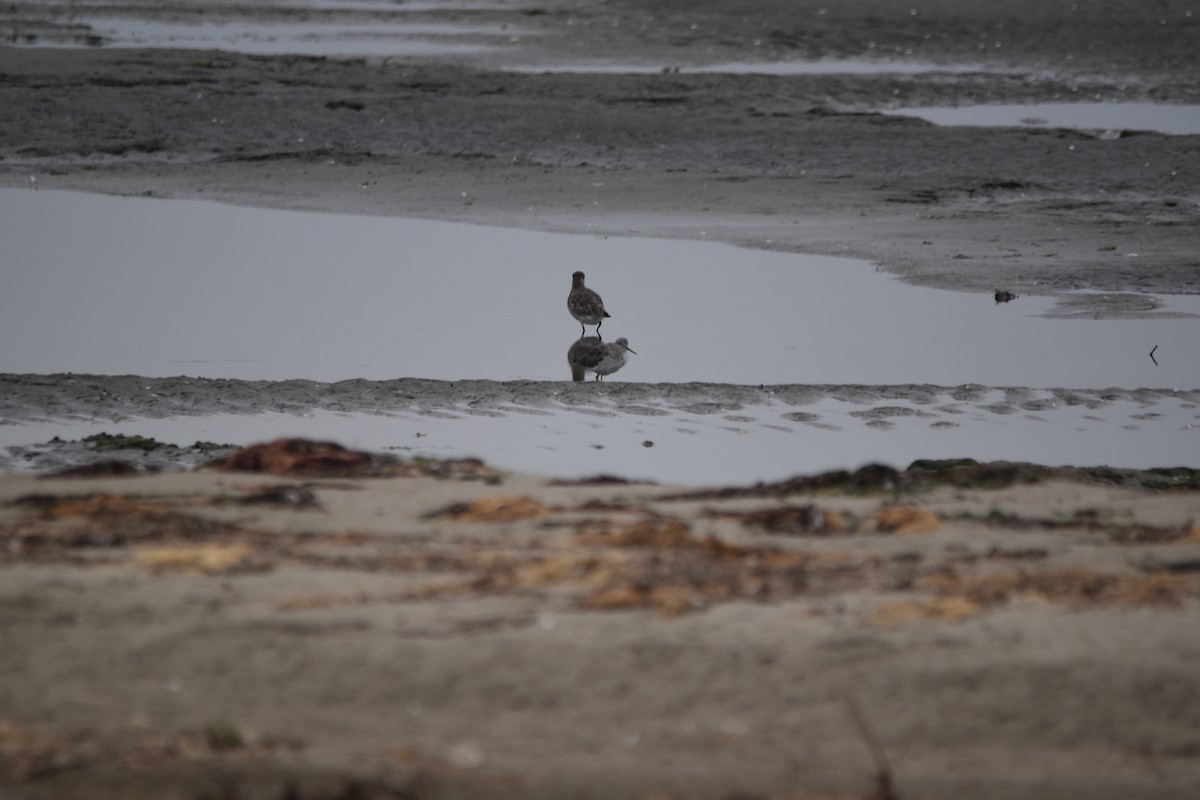 Greater Yellowlegs - ML642976451
