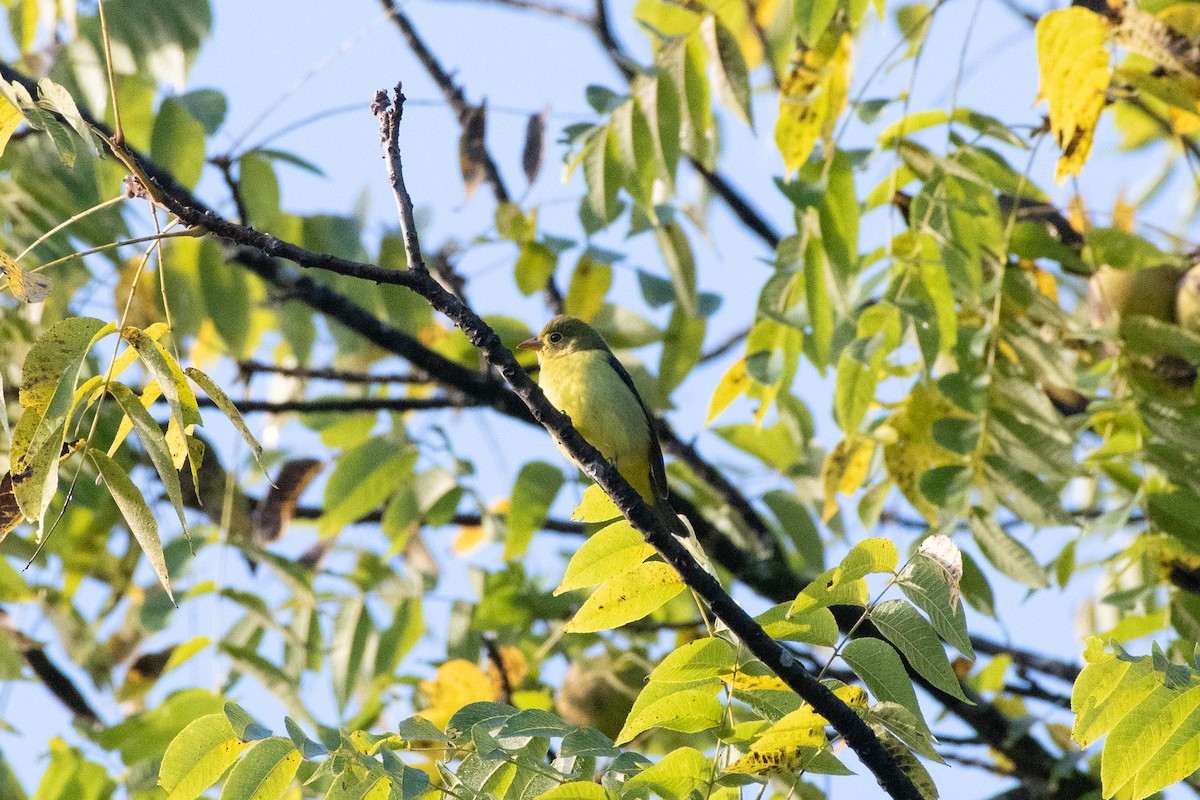 Piranga écarlate - ML642976461