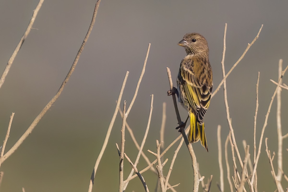 Cape Canary - ML642976464