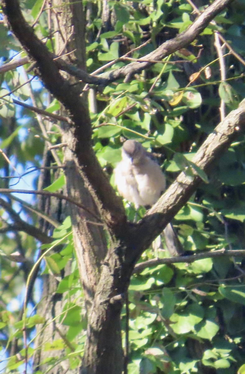 Northern Mockingbird - ML642976469