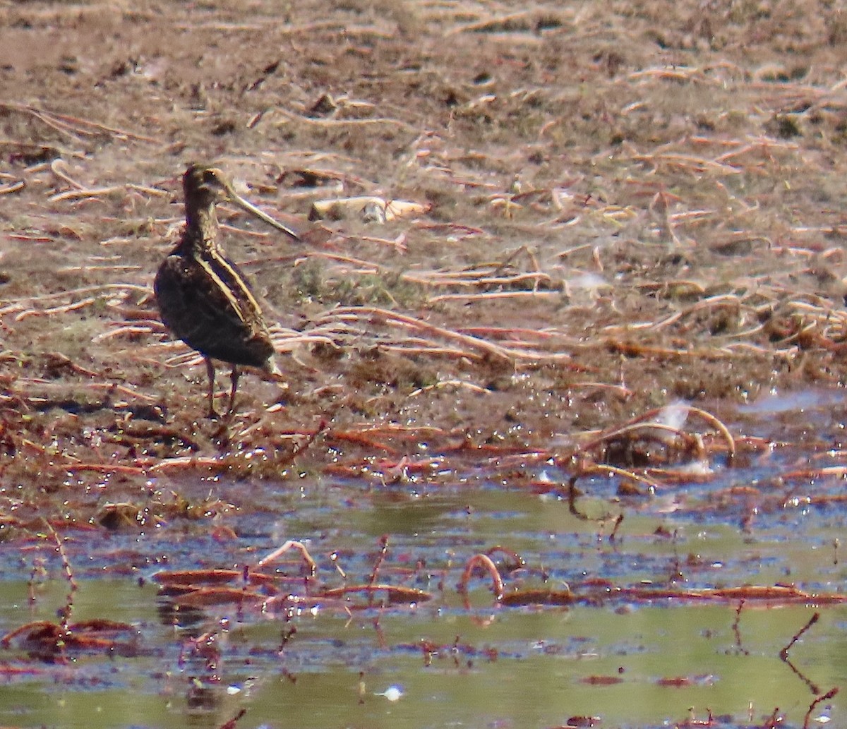 Wilson's Snipe - ML642976470