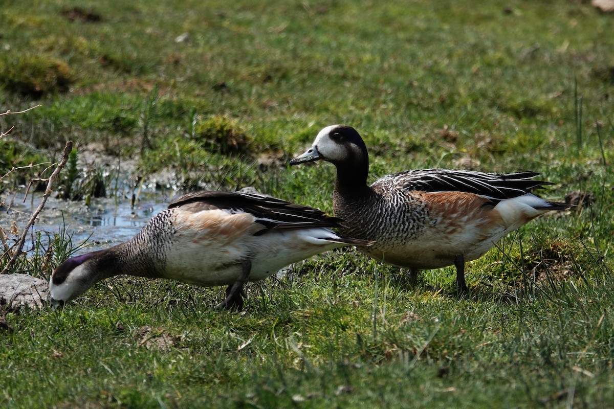 Chiloe Wigeon - ML642976473