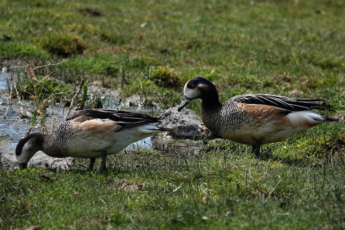 Chiloe Wigeon - ML642976474