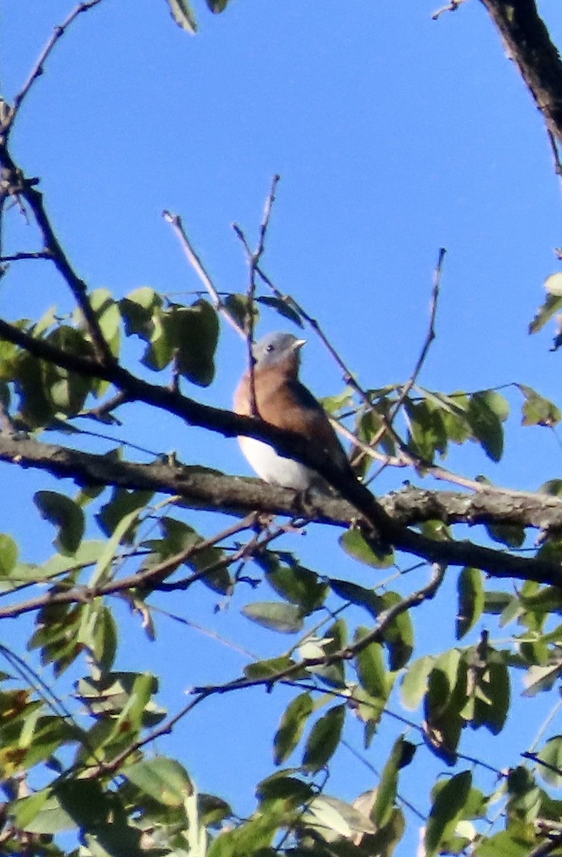 Eastern Bluebird - ML642976480