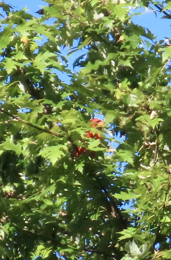 Northern Cardinal - ML642976488