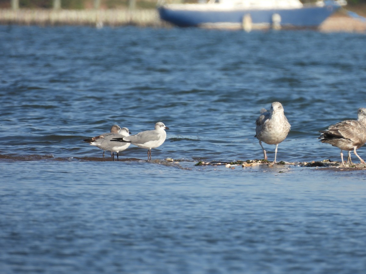 Laughing Gull - ML642976491