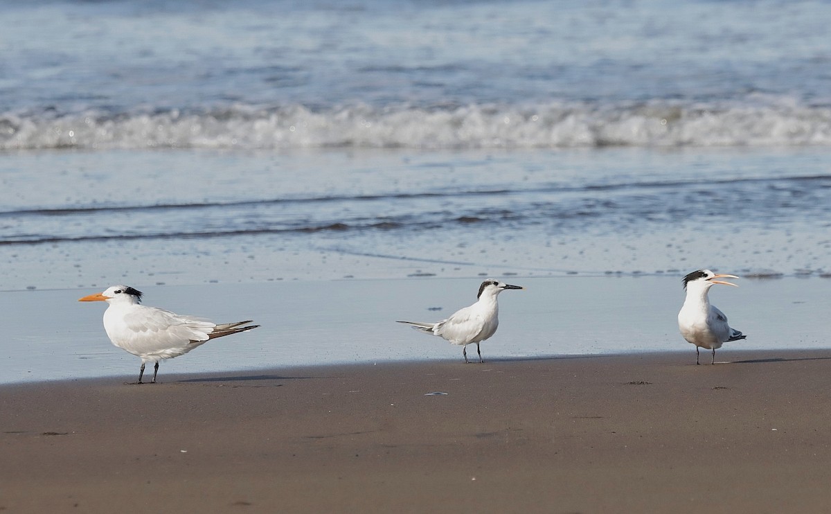 Sandwich Tern - ML642976494