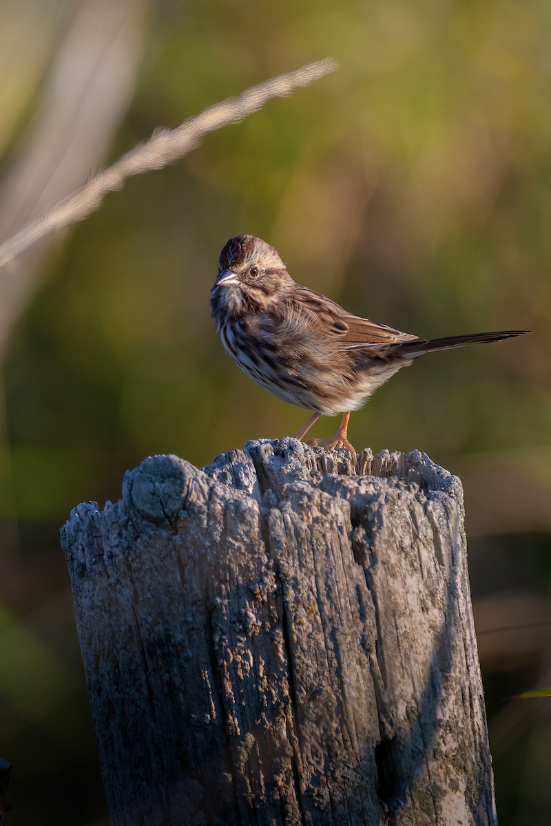 Song Sparrow - ML642976499