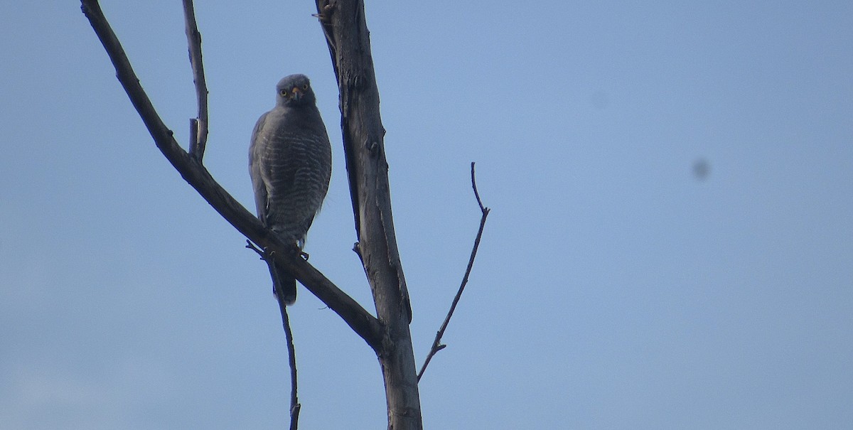 Roadside Hawk - ML642976511