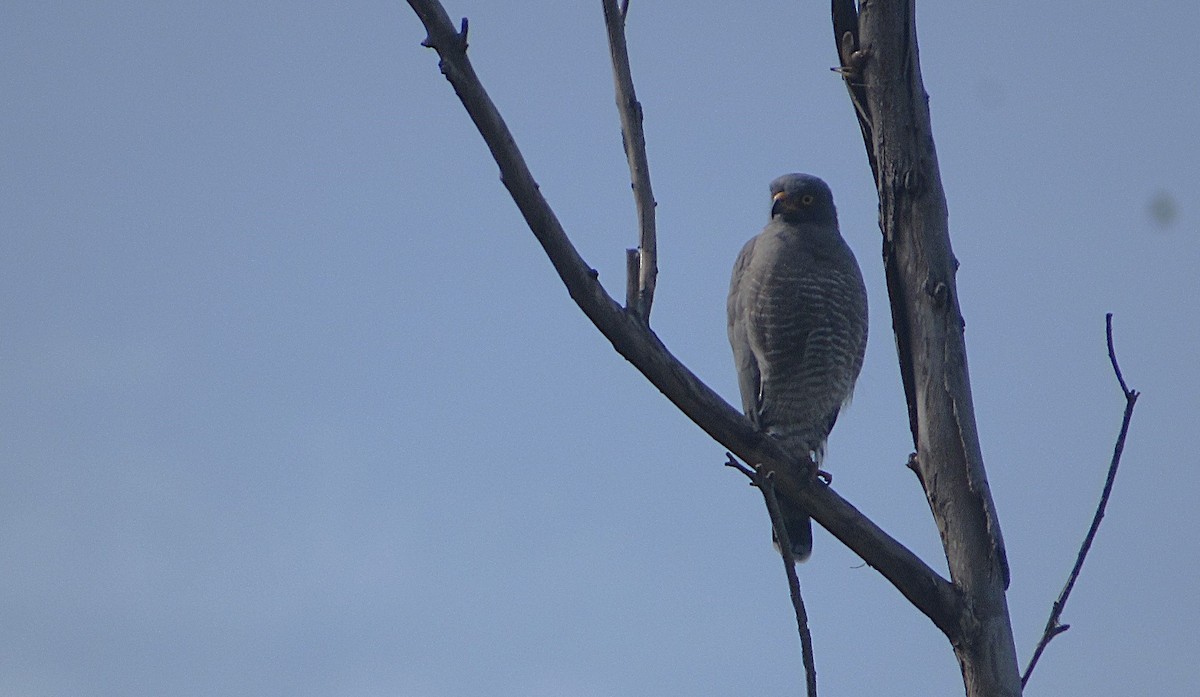 Roadside Hawk - ML642976512