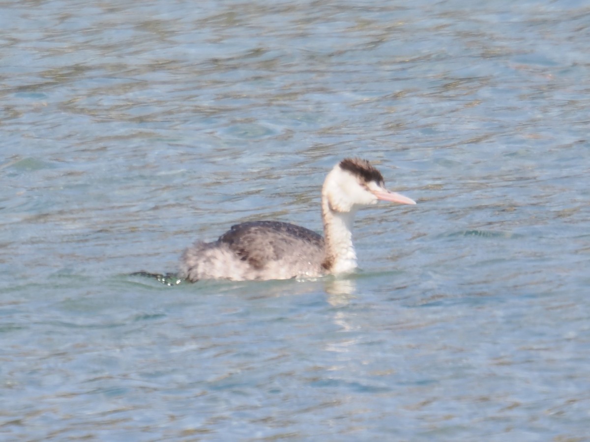 Great Crested Grebe - ML642976539