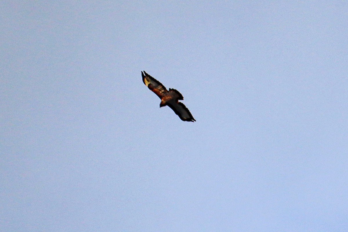 タカ科 - ML642976541