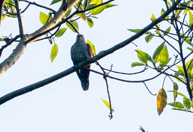 Kuku sondarra - ML642976545