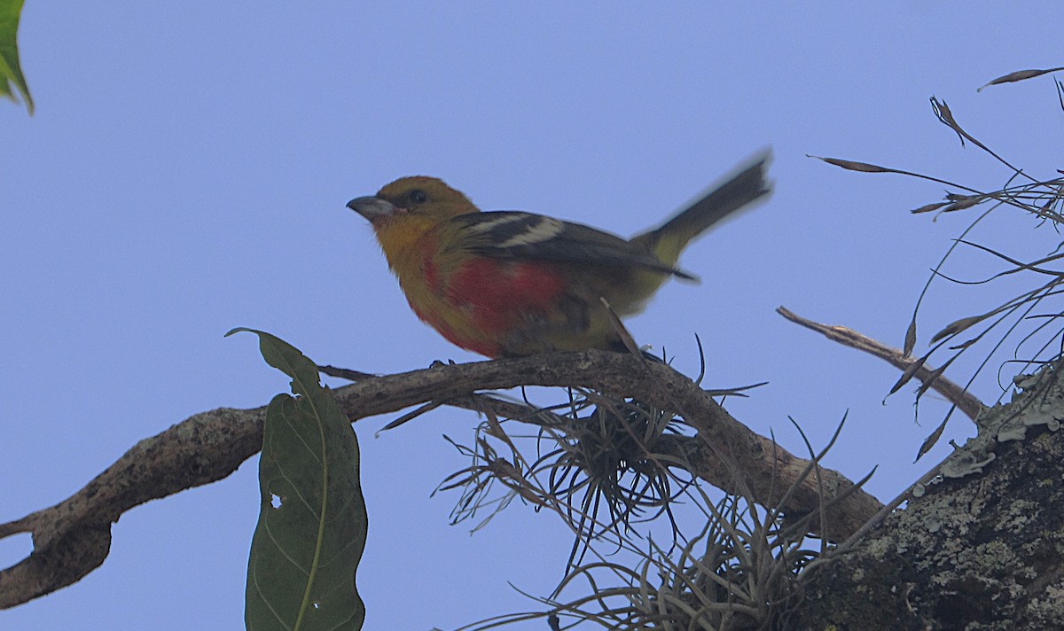 White-winged Tanager - ML642976553