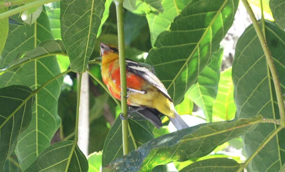 White-winged Tanager - ML642976554