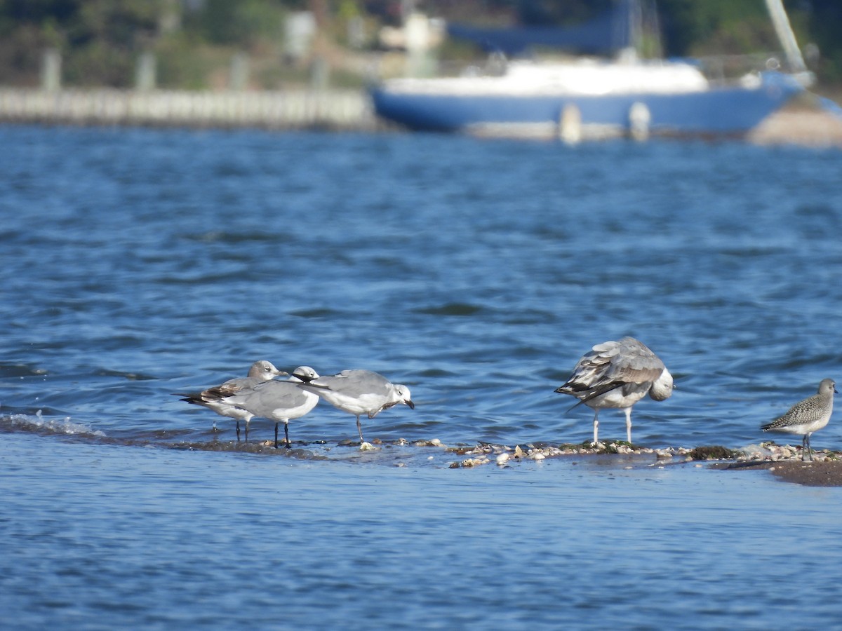 Laughing Gull - ML642976563