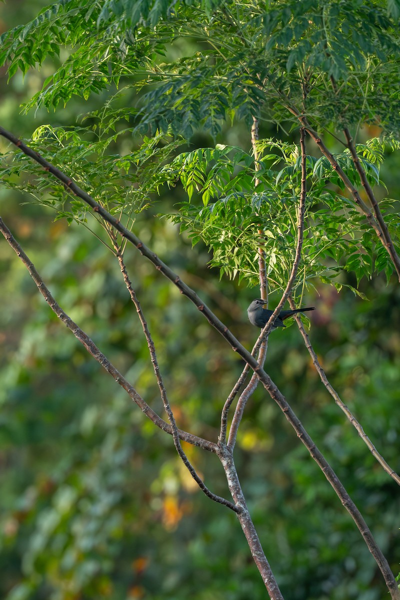 Gray Catbird - ML642976566