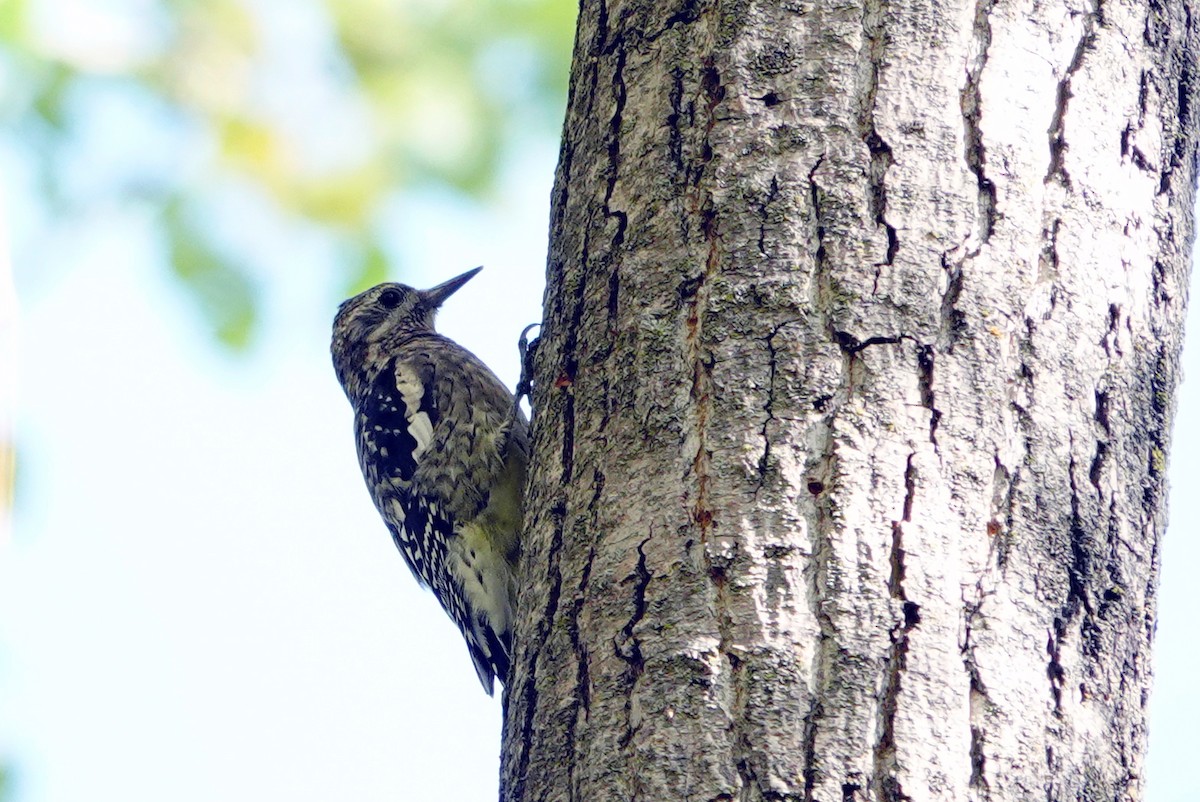 Yellow-bellied Sapsucker - ML642976571
