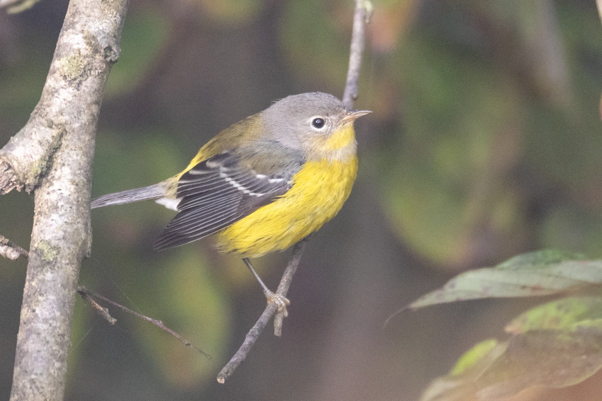 Magnolia Warbler - ML642976579