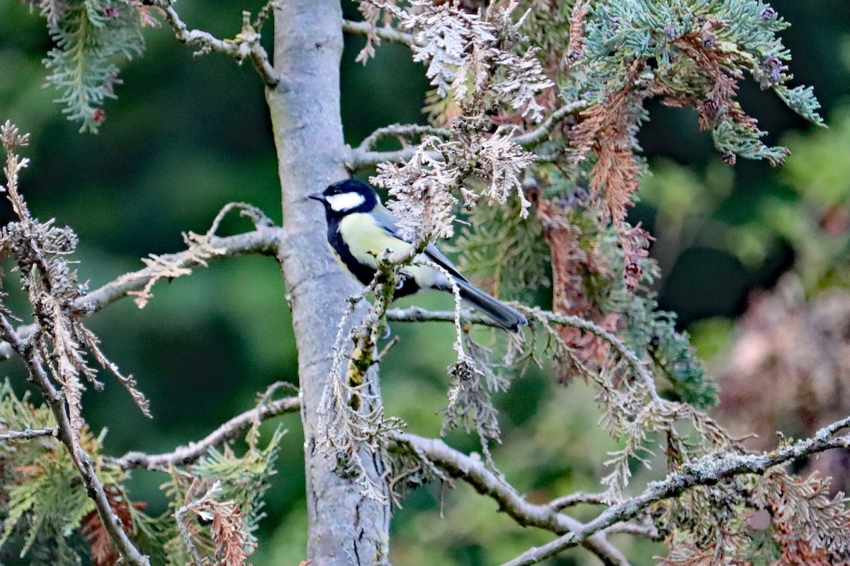 ヨーロッパシジュウカラ - ML642976581