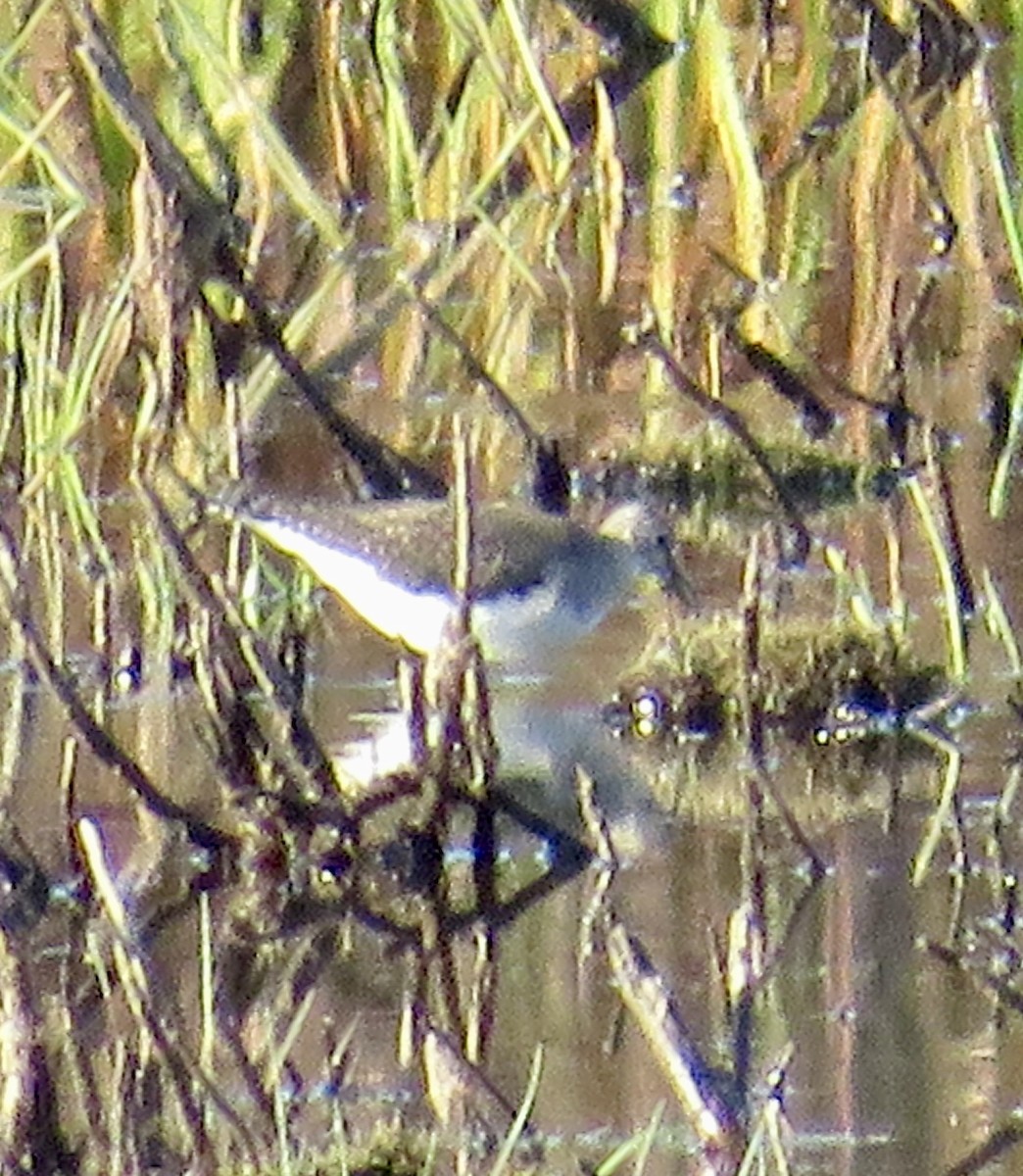 Solitary Sandpiper - ML642976609
