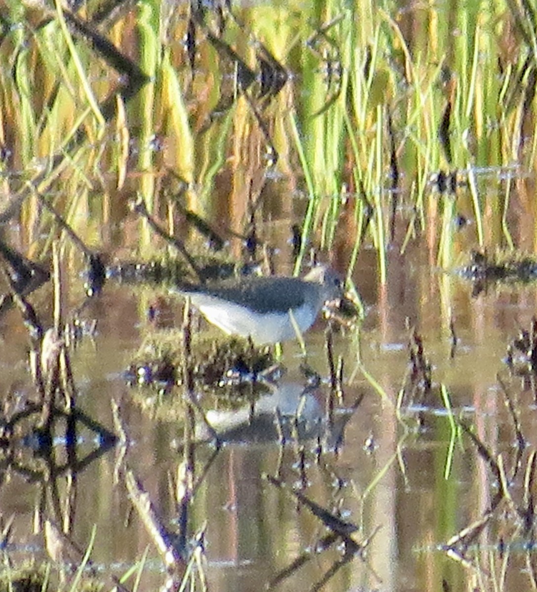 Solitary Sandpiper - ML642976610