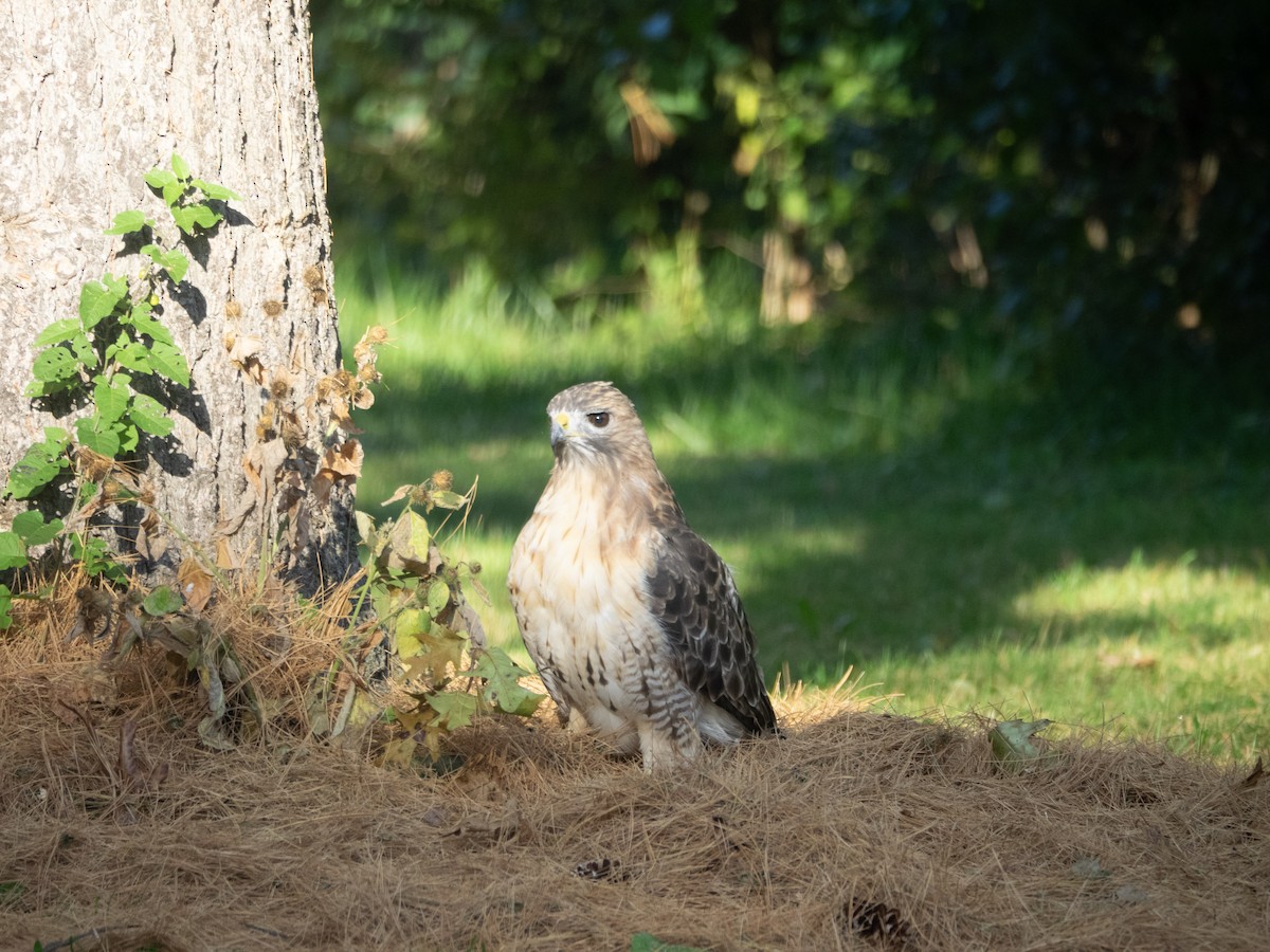 Red-tailed Hawk - ML642976616