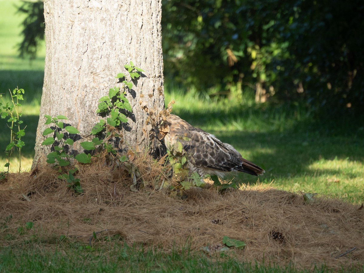 Red-tailed Hawk - ML642976617