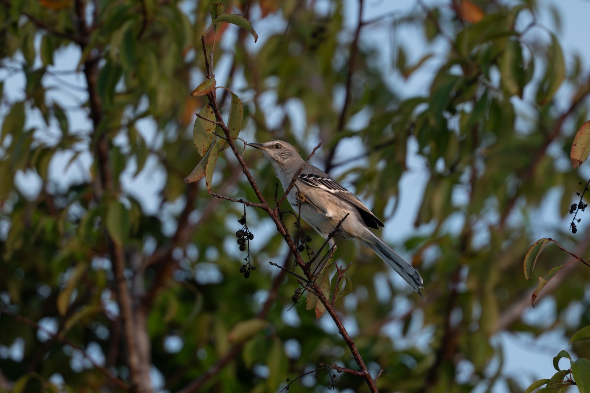 Northern Mockingbird - ML642976625